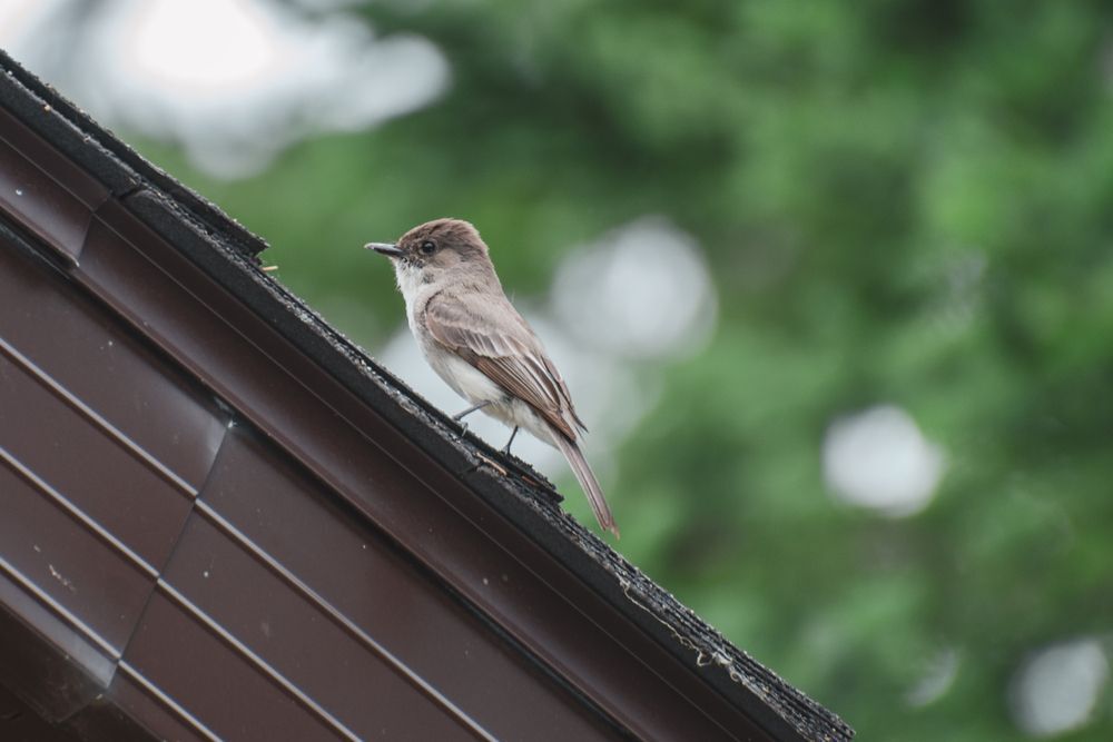 a-bird-on-an-eavestrough