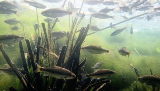 fish-in-a-lake-or-river