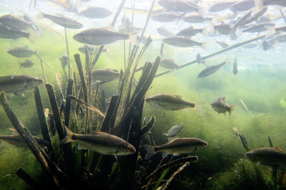 fish-in-a-lake-or-river