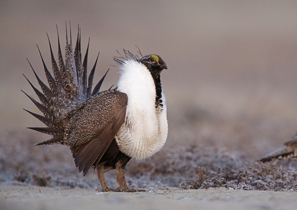 greater-sage-grouse