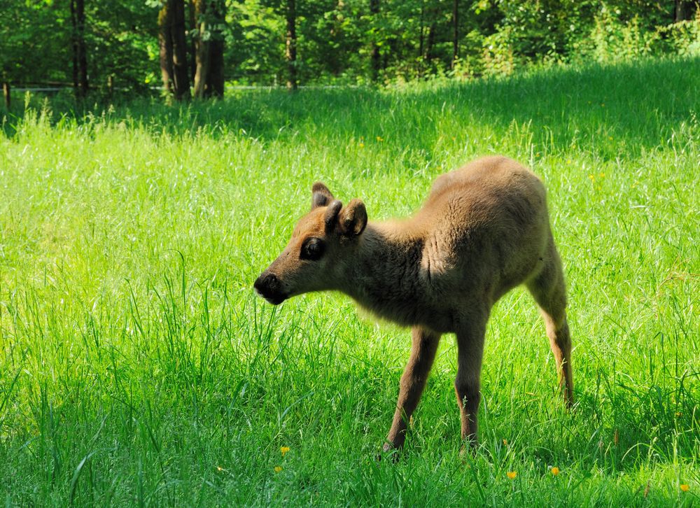 a-baby-caribou-in-the-grass