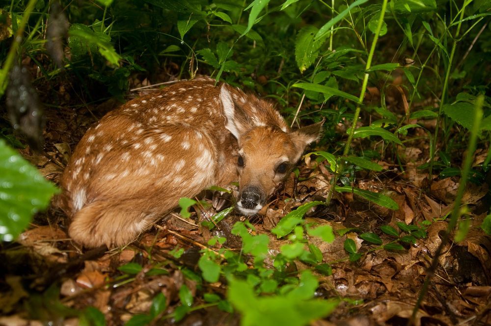 a-fawn-hiding-in-the-forest