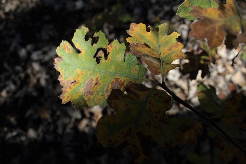 oak-wilt-on-leaves