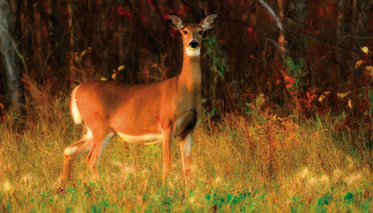 deer-in-the-grass-during-sunset