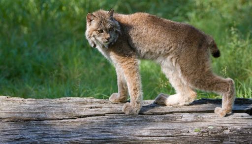 Canada Lynx