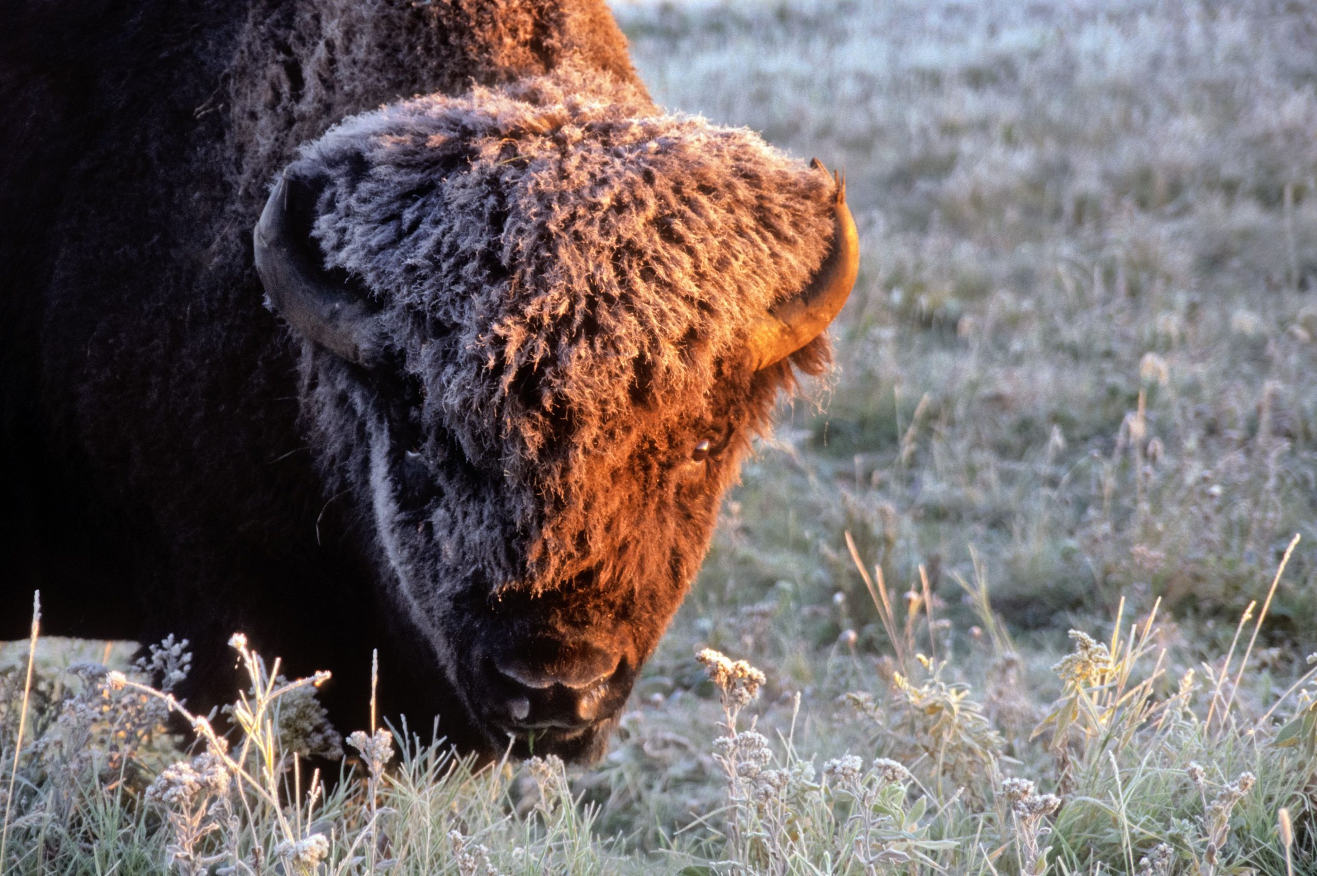 bison-reached-down-to-eat-while-looking-straight-into-the-camera