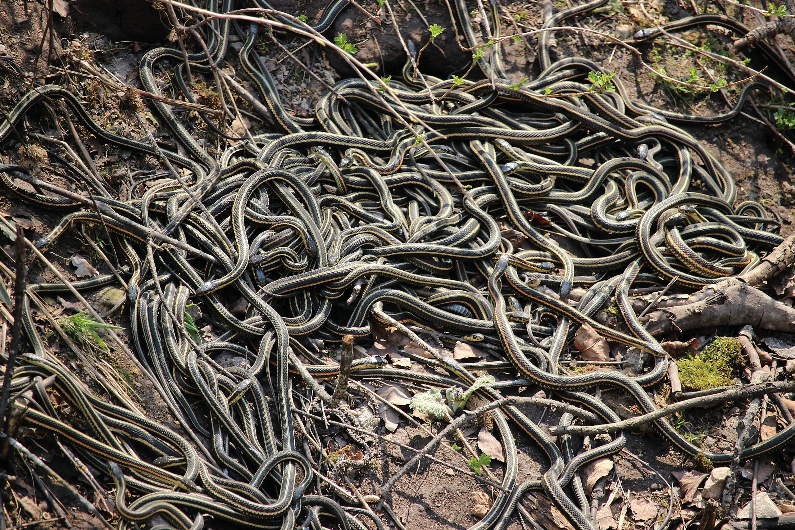 hundreds-of-snakes-intertwined-with-one-another