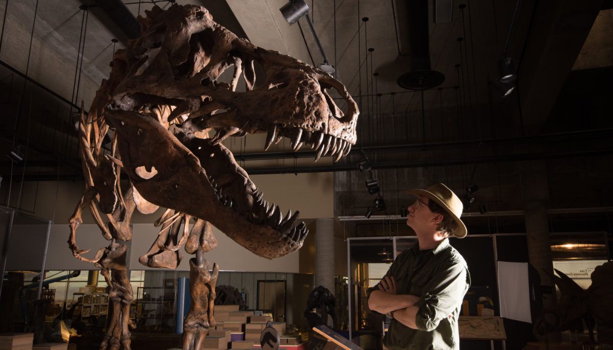 paleontologist-scott-persons-looking-at-the-skeleton-of-the-t.rex-scotty