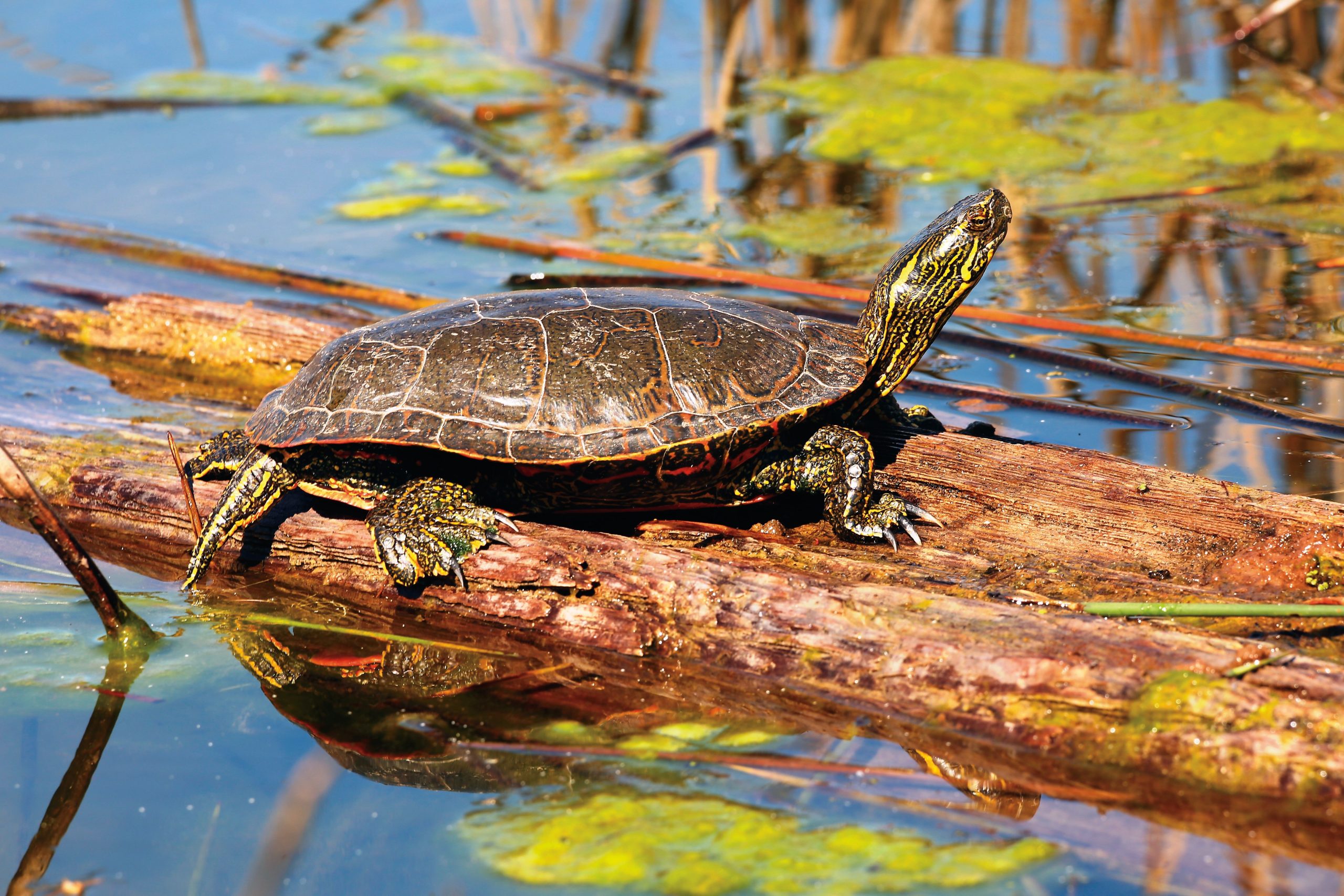 turtle-on-log-atturtle-mountain-provincial-park