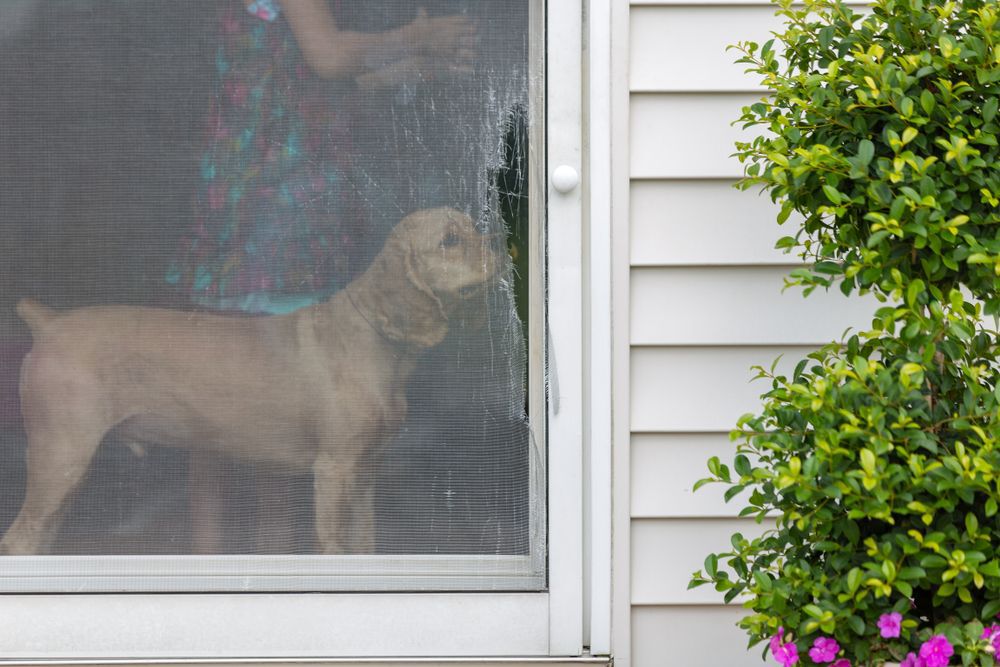 ripped-patio-screen-door-with-woman-and-dog