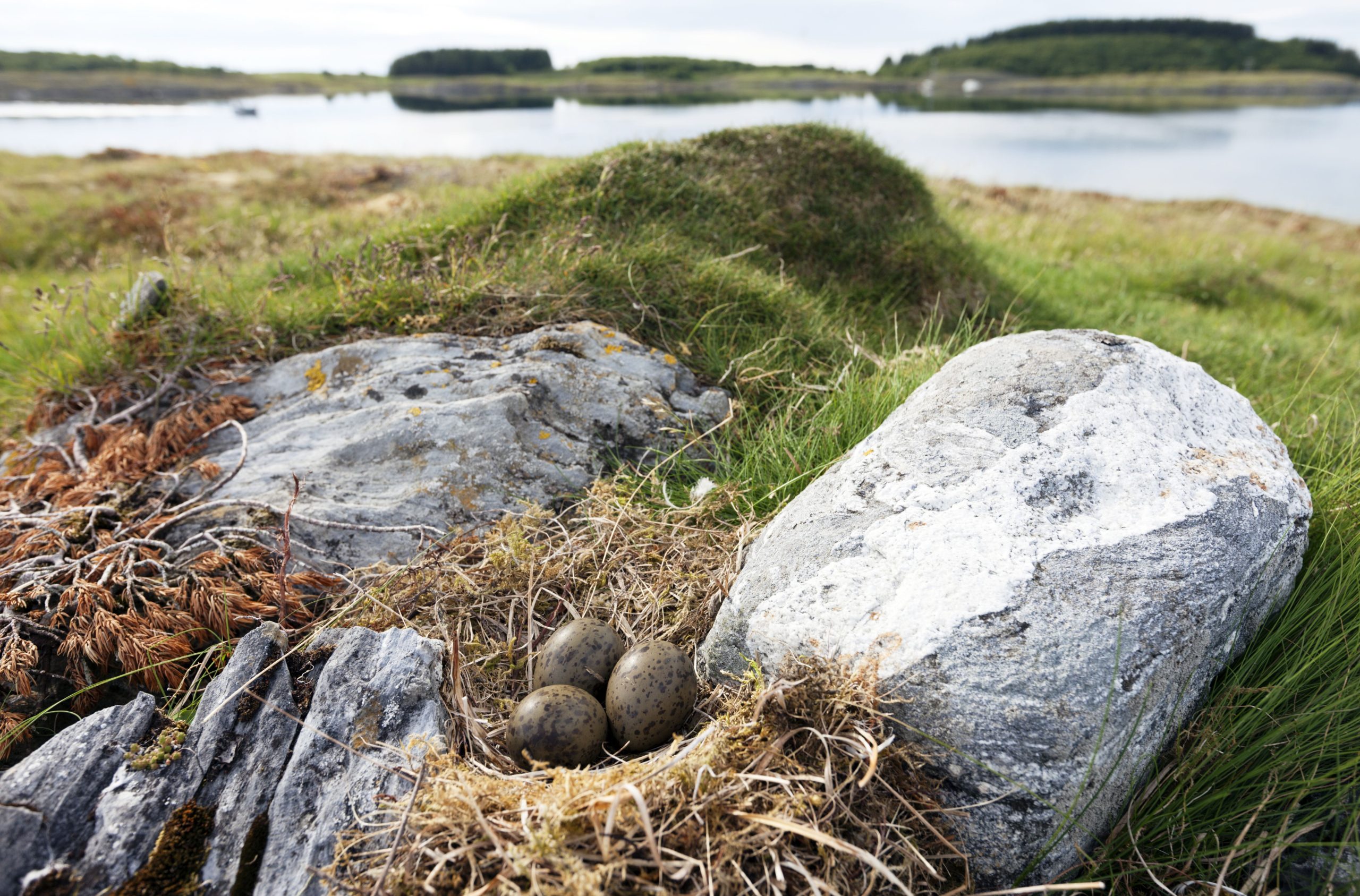 seagull-nest-built-of-moss-with-three-eggs-between-gray-stones-on-grassland