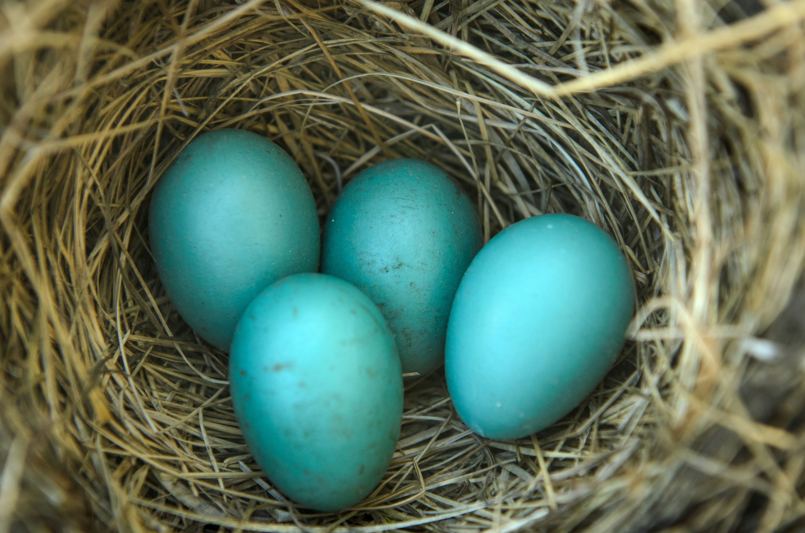 Close-up-of-a-robins-nest-with-4-eggs-in-it