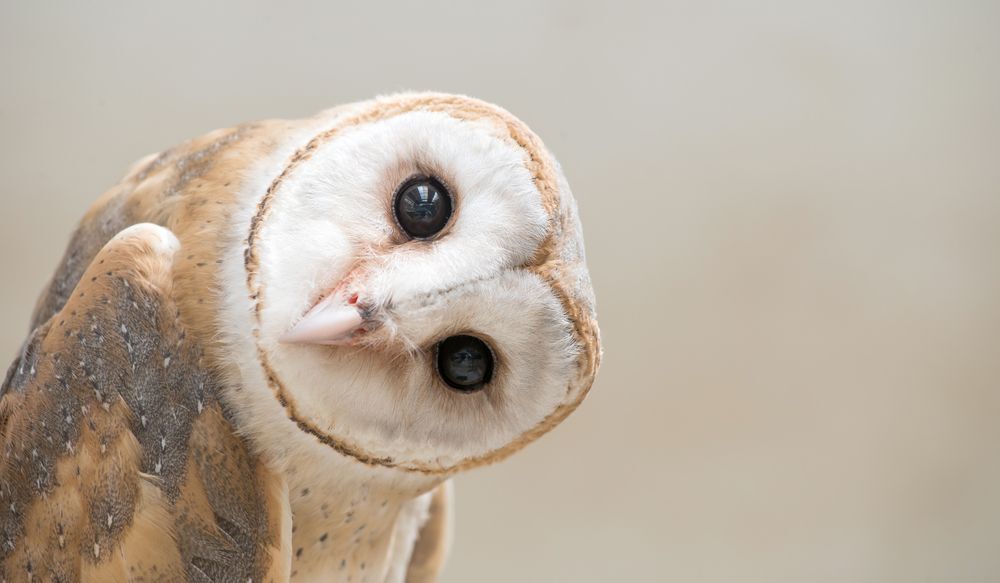 a-common-barn-owl