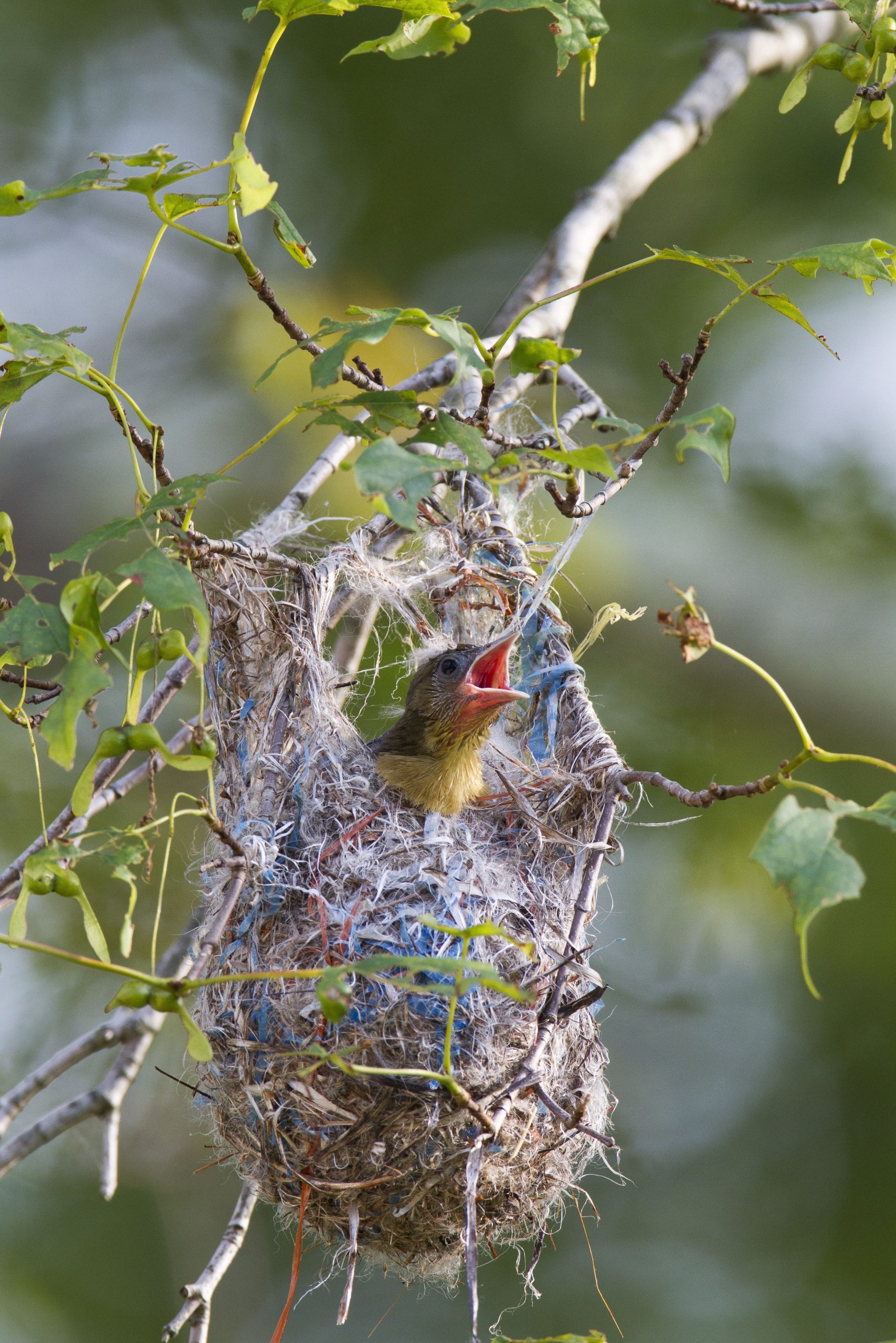 baltimore-oriole-nestling-inside-its-nest-chirping