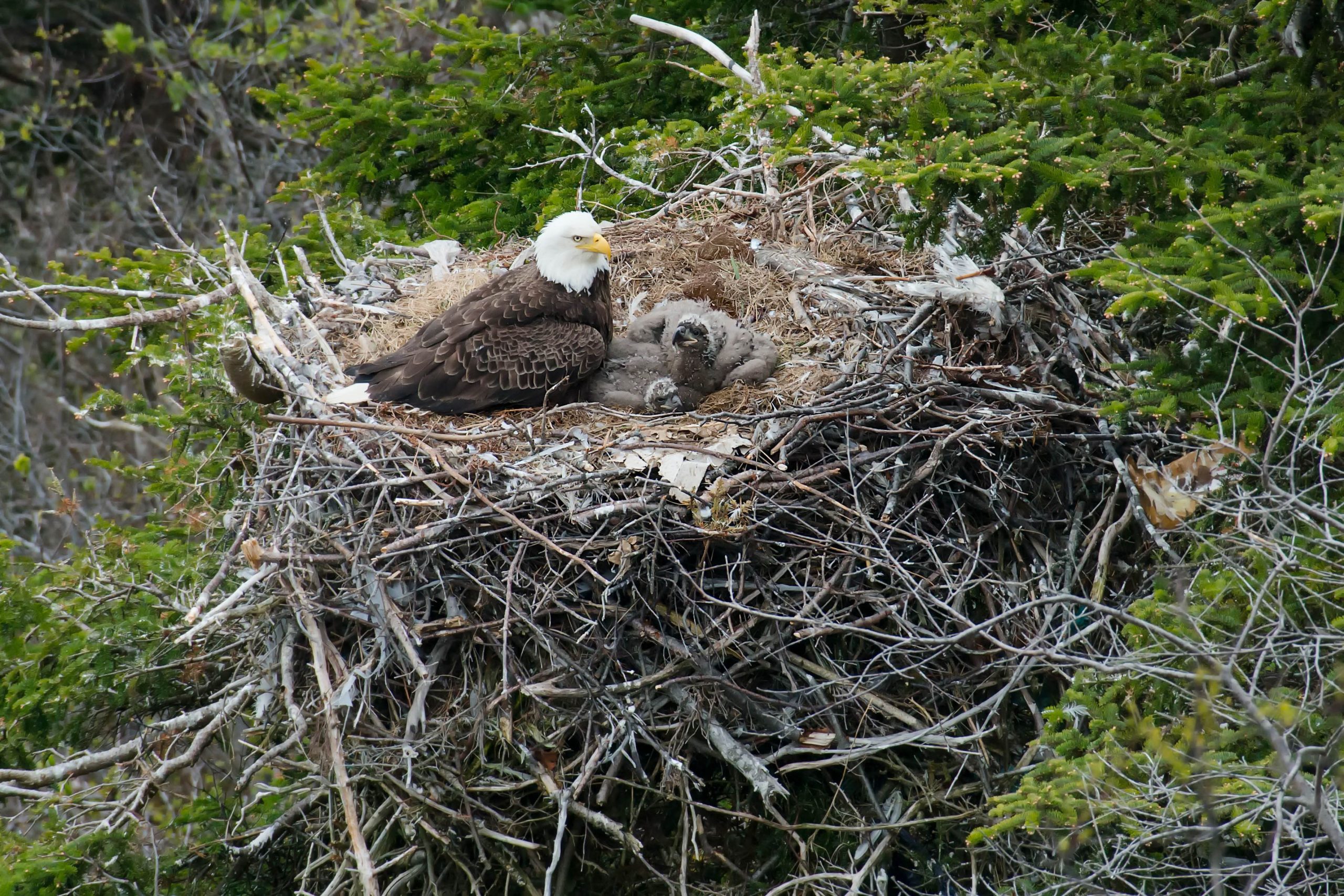 adult-bald-eagle-with-two-chicks-in-a-nest-in-a-tree-on-a-cliffside