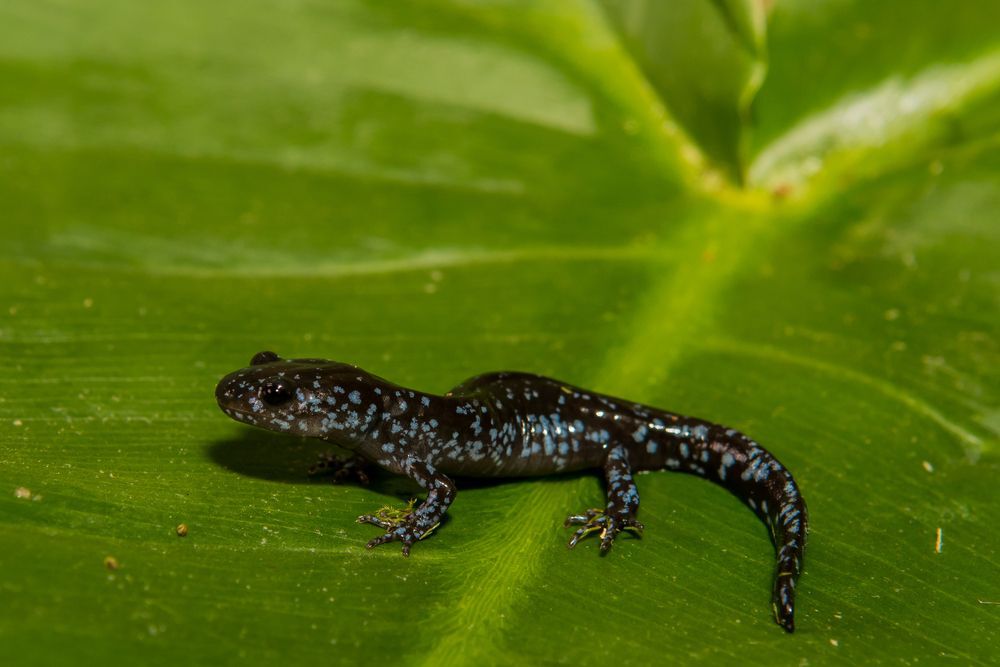 blue-spotted-salamander-on-a-green-leaf