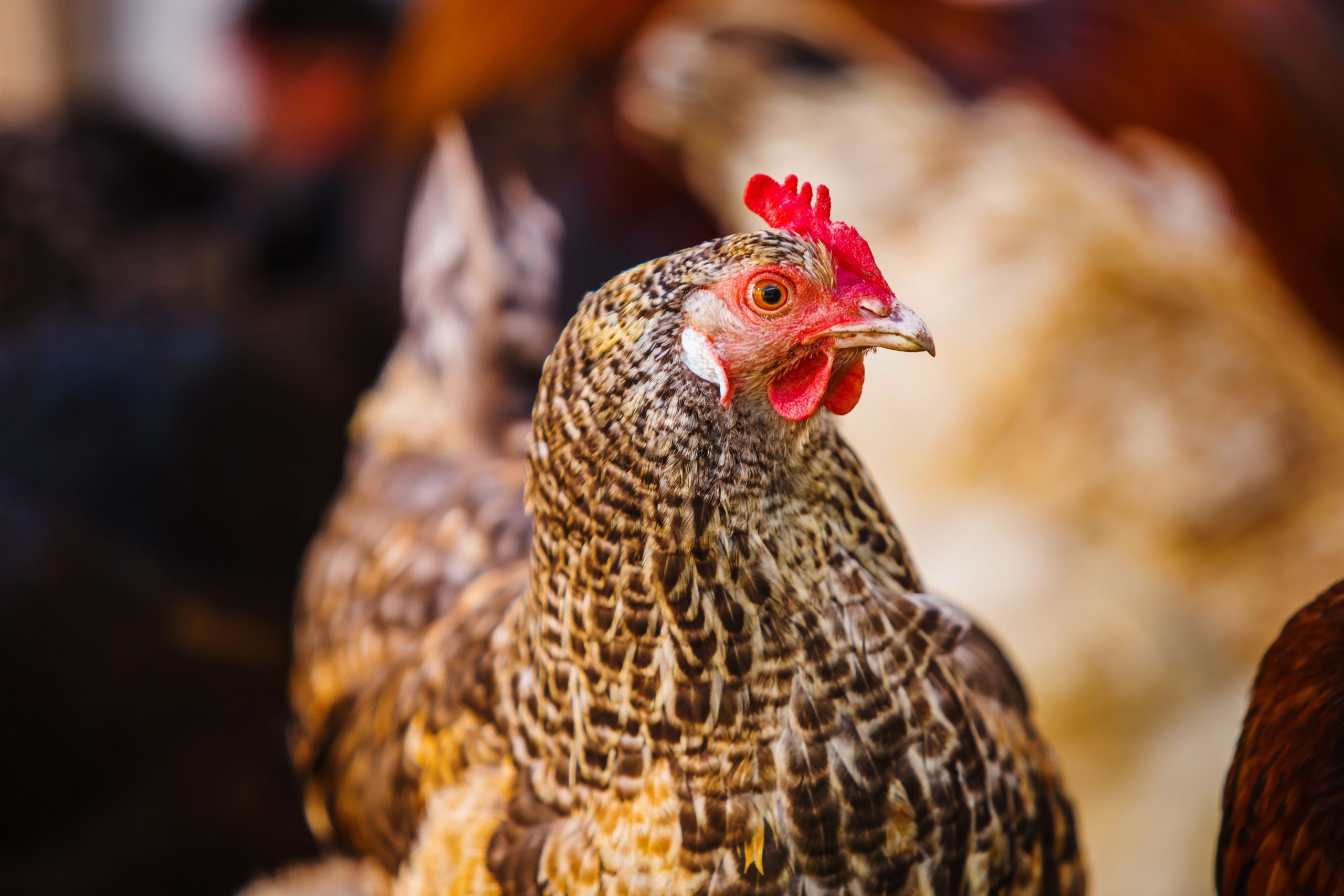 Motley-chicken-with-small-red-comb-yellow-beak-red-earlobes-and-is-looking-at-the-camera