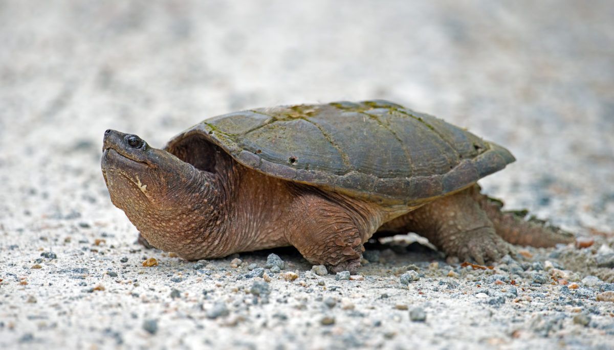 A snapping turtle on a shore.