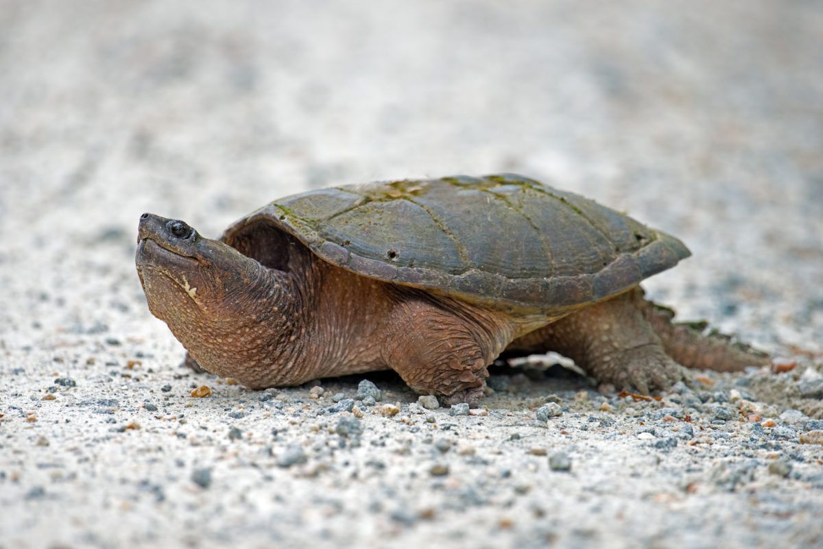 A snapping turtle on a shore.