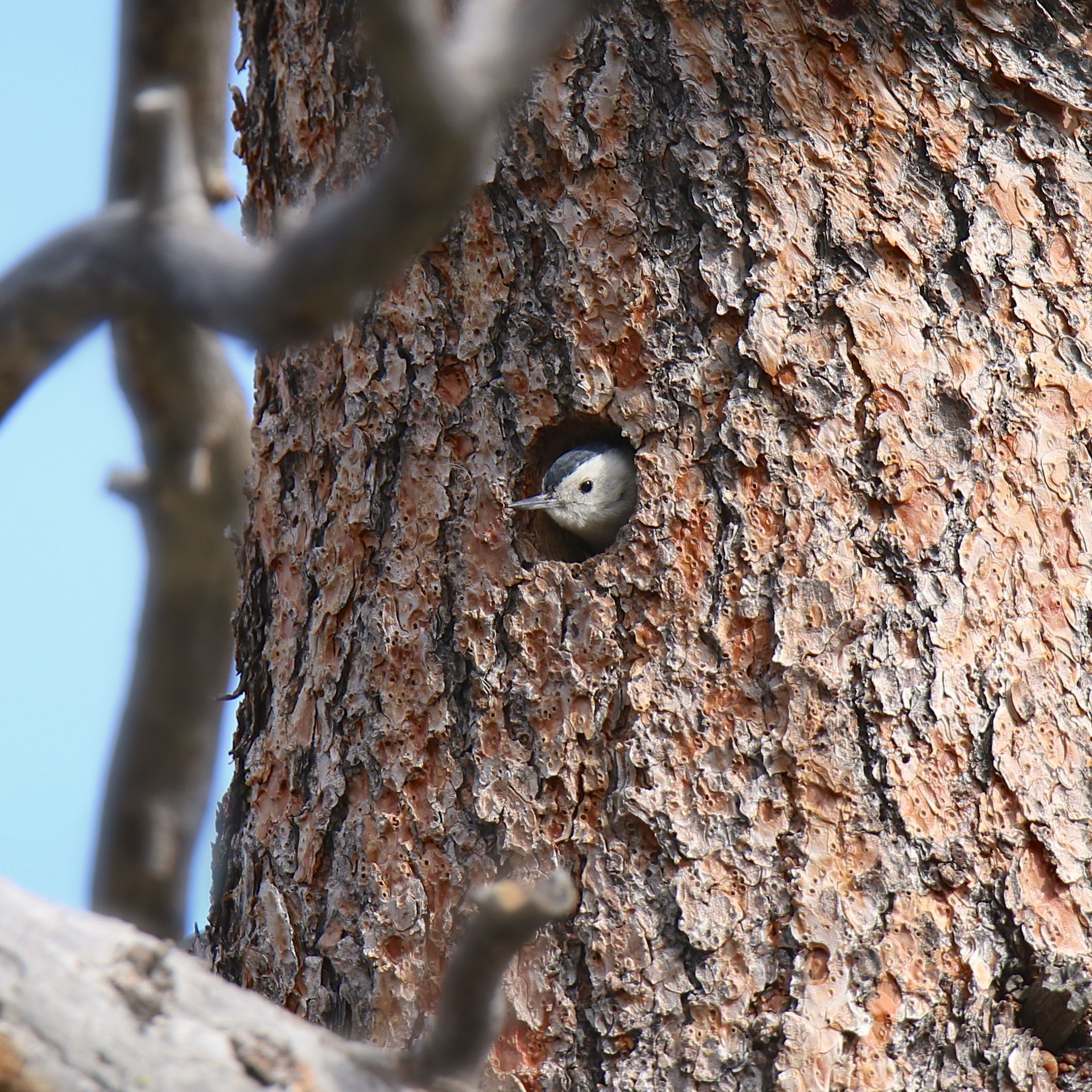 white-breasted-nuthatch-peeking-out-of-its-nest-in-a-tree-hole