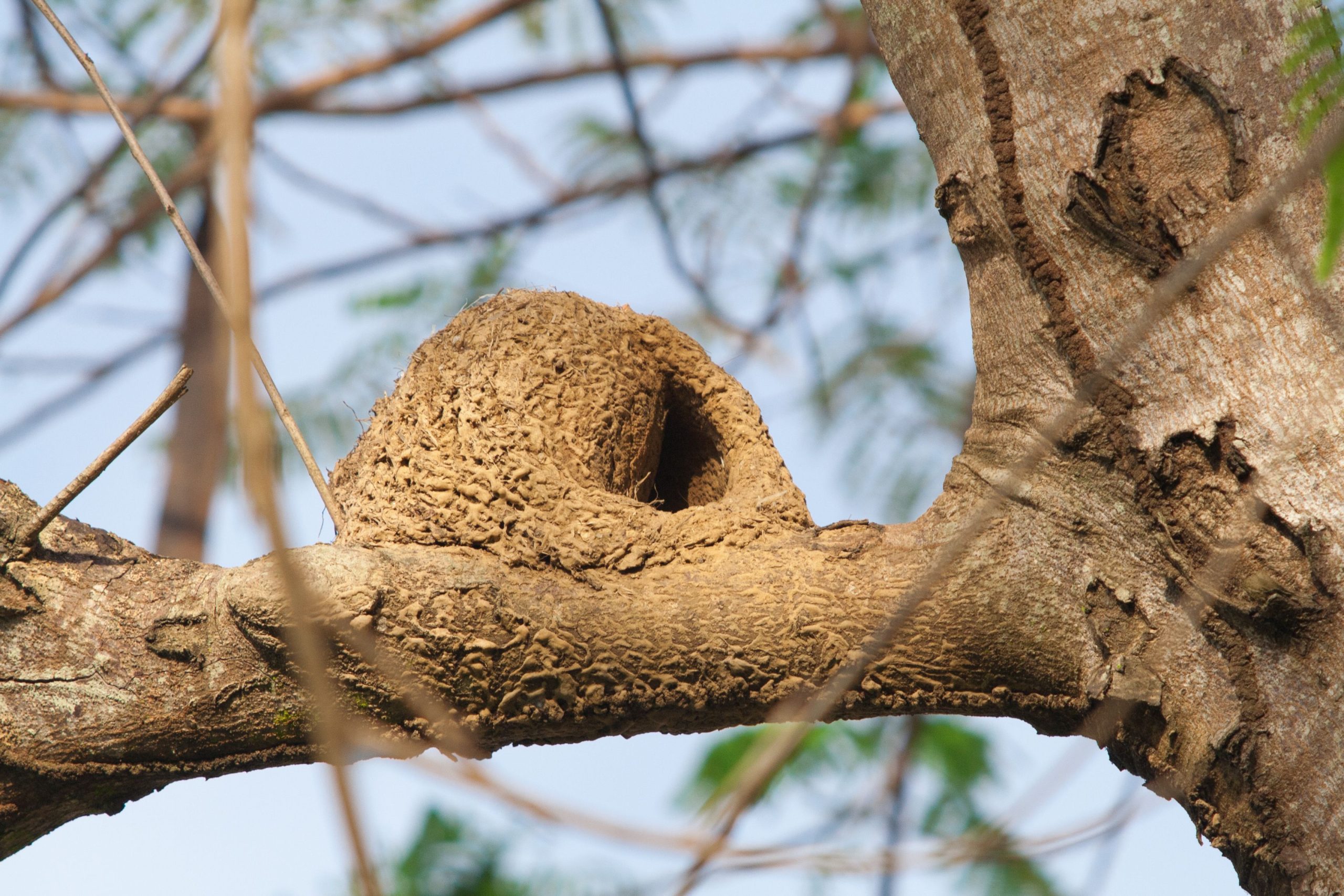ovenbird-nest-camouflaged-on-branch