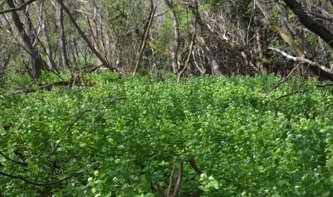 garlic-mustard