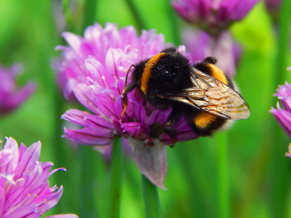Bumblebee on flower