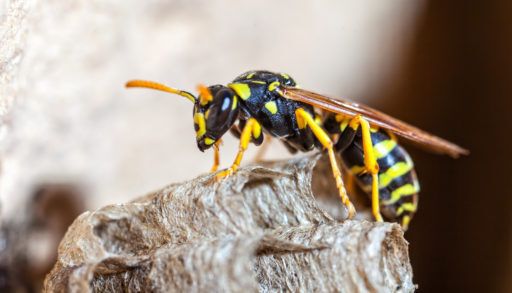 Paper Wasp