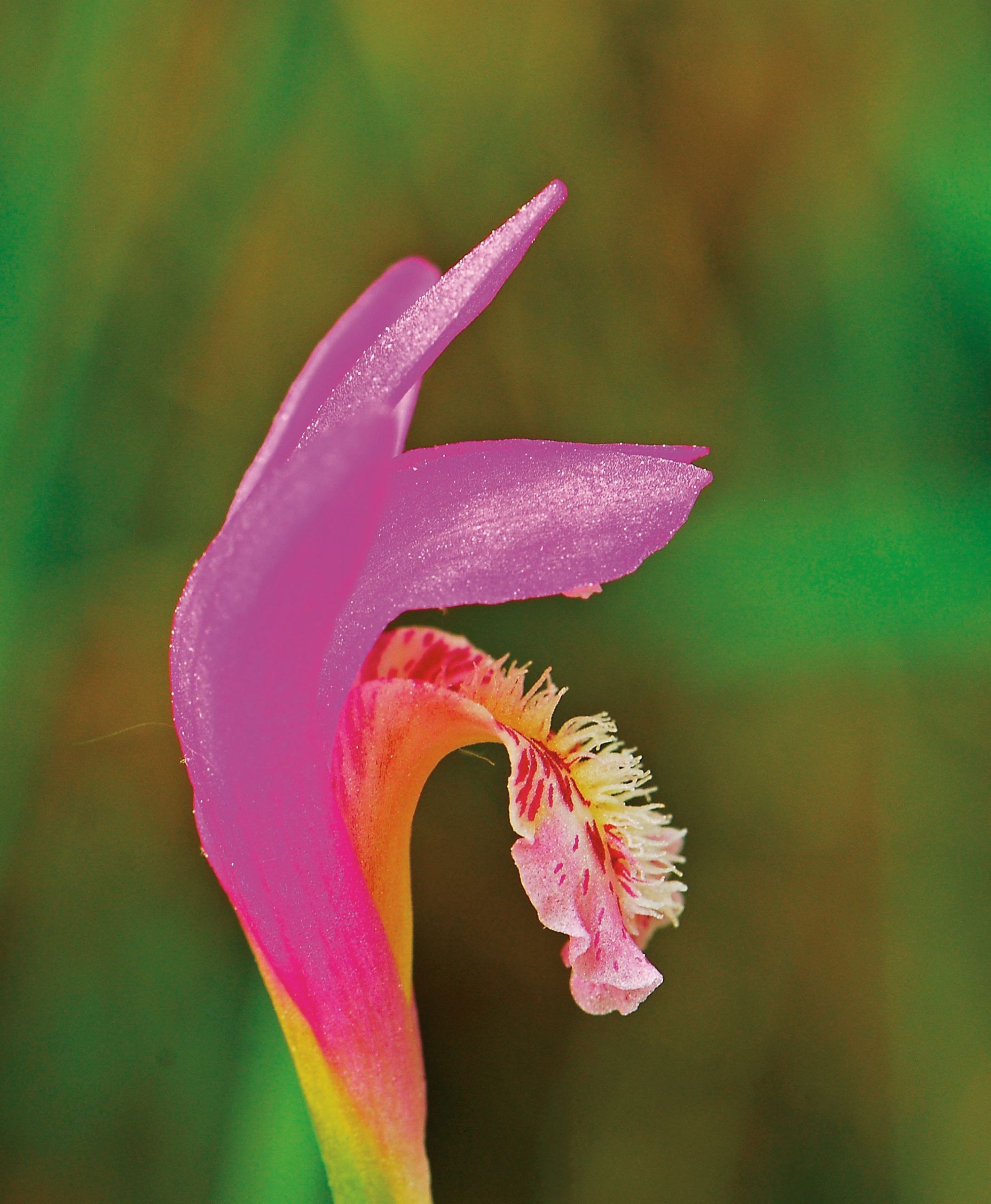 photo-of-pink-dragons-mouth-flower