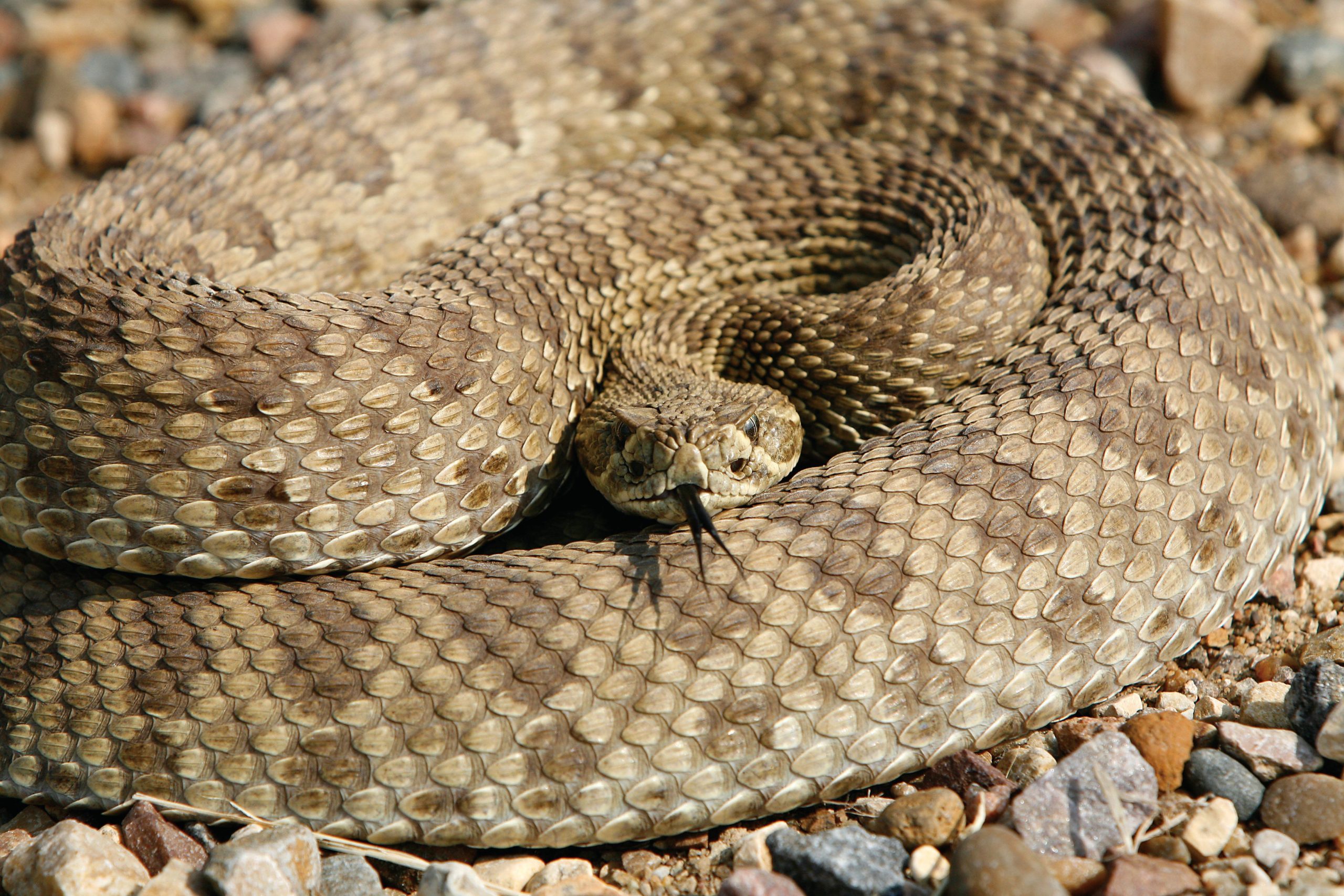 coiled-rattlesnake