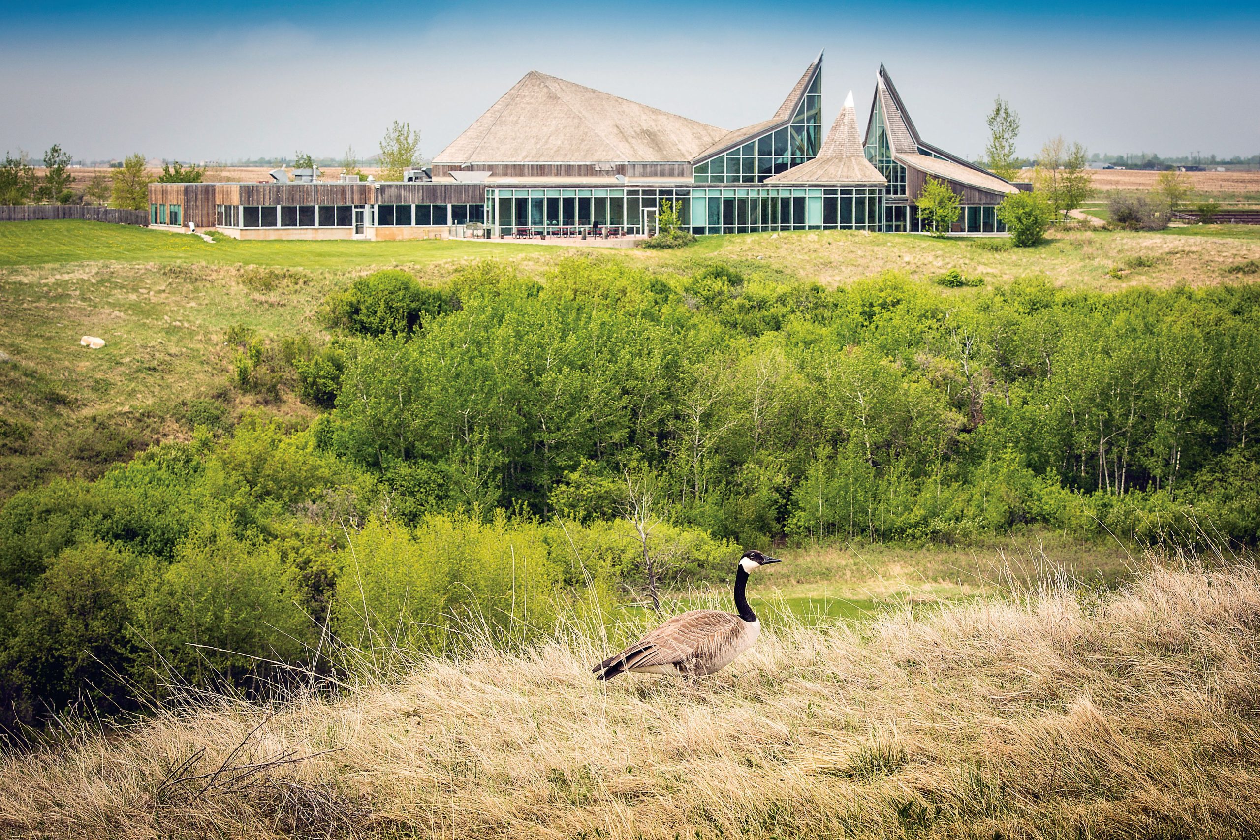 goose-near-wanuskewin-heritage-park