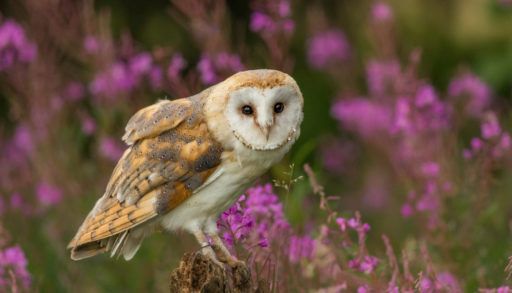 barn-owl