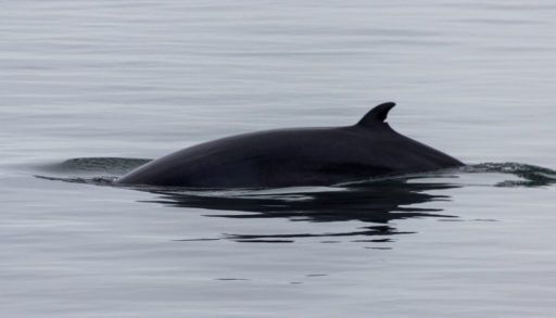 whale-watching-in-Tadoussac-Quebec