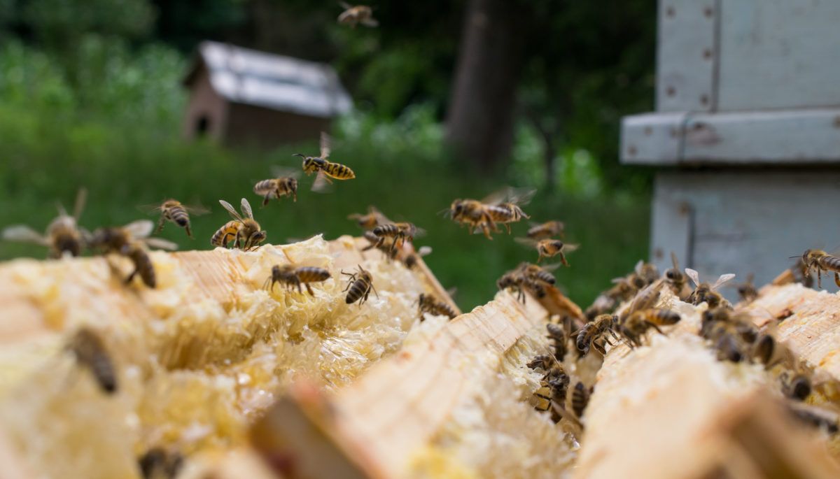bees-flying-in-a-hive