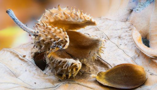 beechnut-and-pericarp-cover-in-foliage