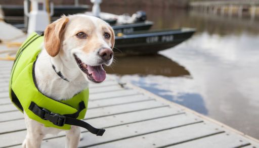 dog-wearing-life-jacket-on-a-dock