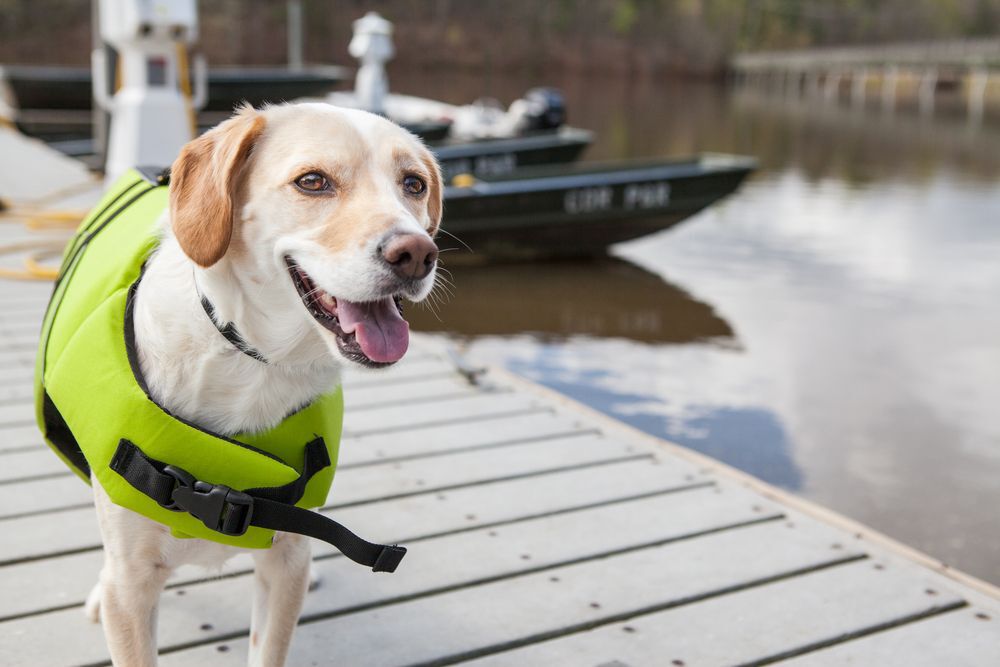 dog-wearing-life-jacket-on-a-dock