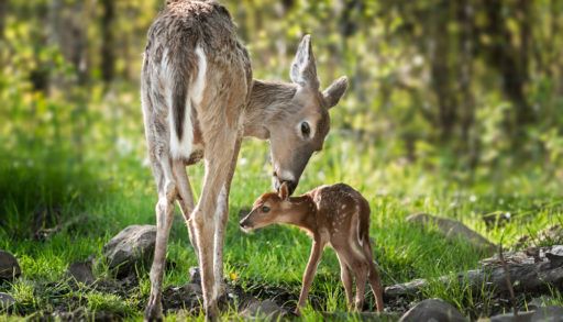White-Tailed Deer (Odocoileus virginianus) Sniffs Behind Fawn's Ears