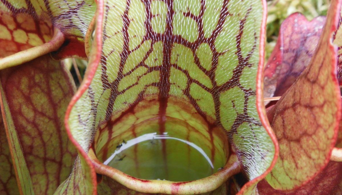 Pitcher Plant
