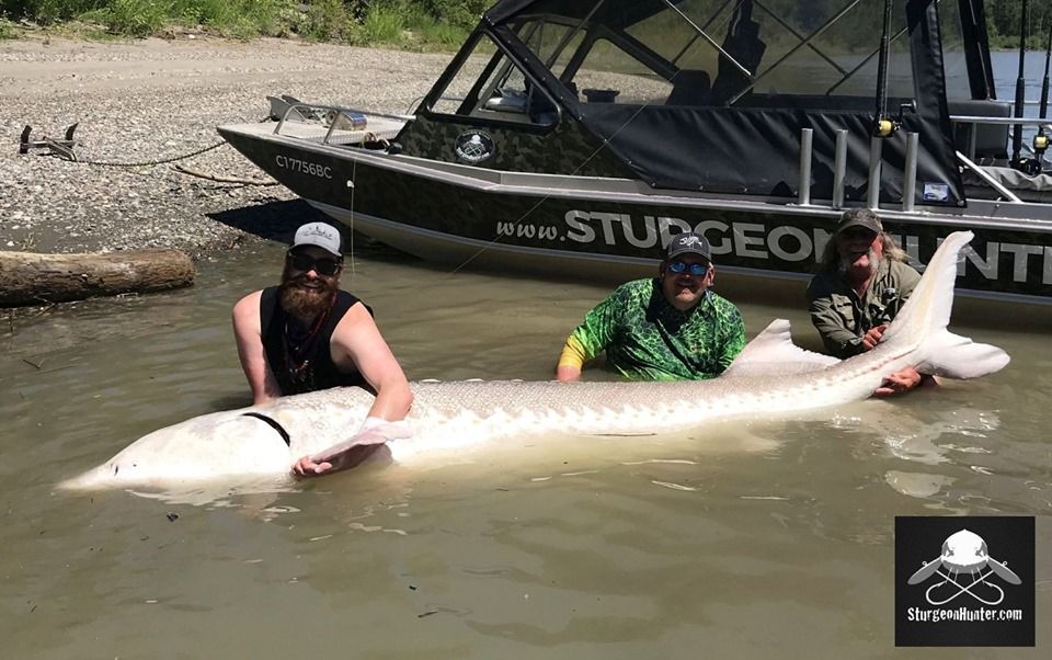 White Sturgeon