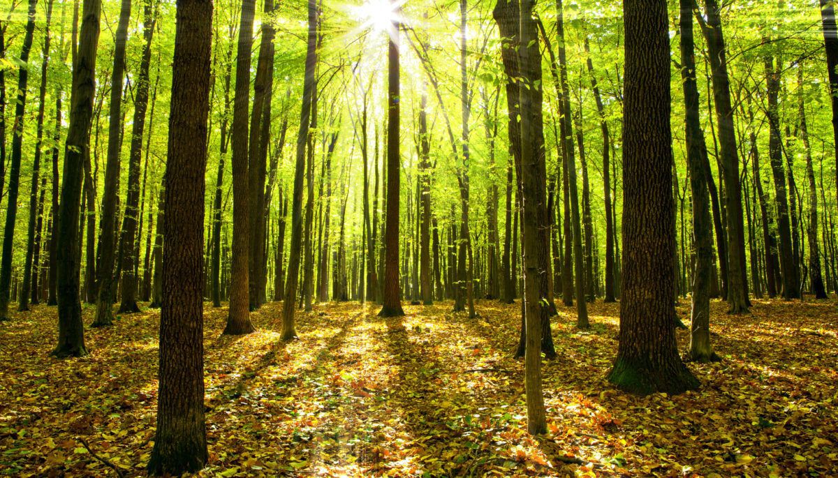 trees-and-forest-floor