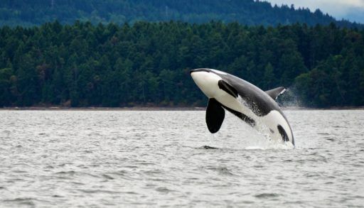 killer-whale-jumping-in-Canada