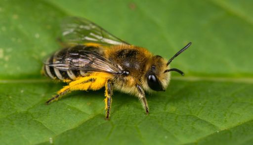 solitary-bee-on-a-leaf