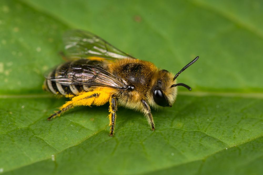 solitary-bee-on-a-leaf