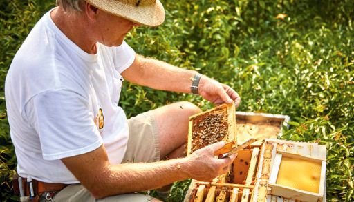 Man holding a honey bee hive frame