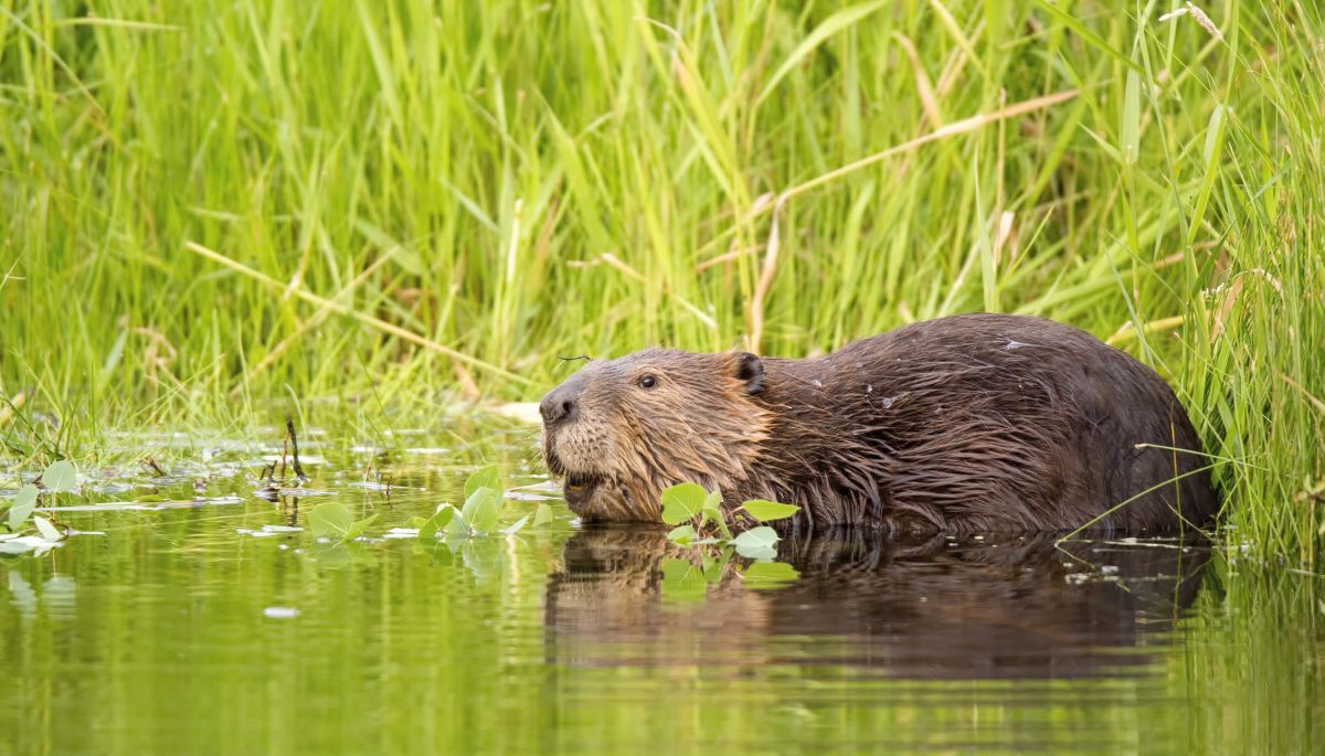 beaver in a wetland