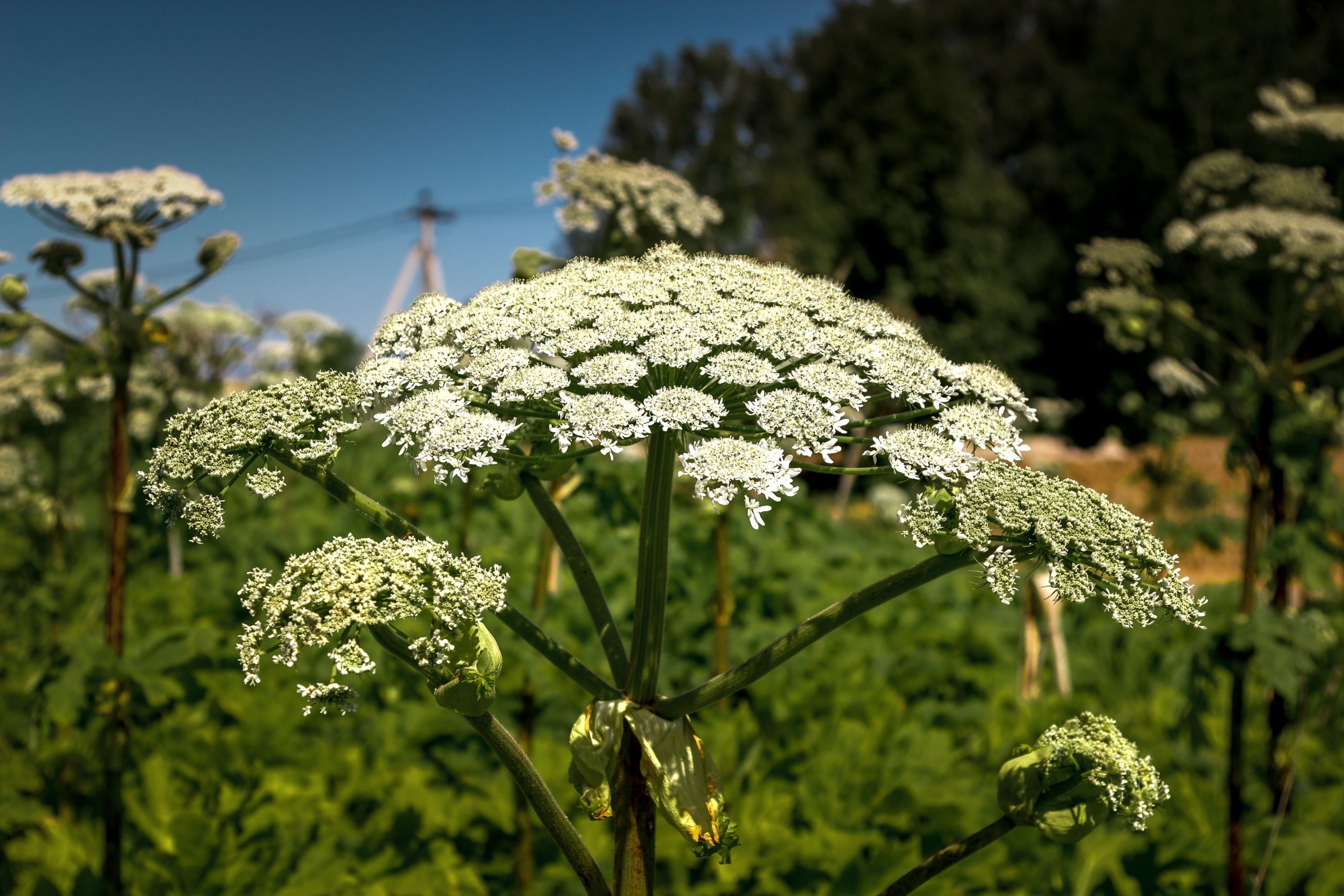 Hogweed