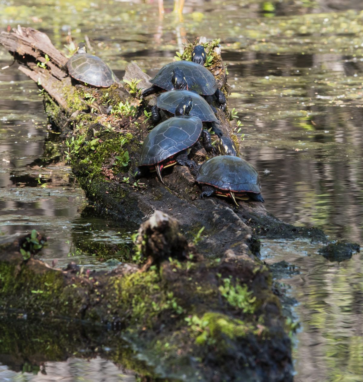 painted turtles on a log