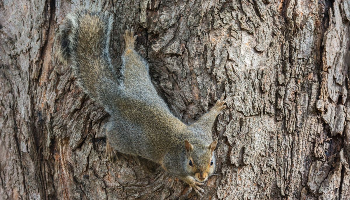 Grey squirrel on side of tree