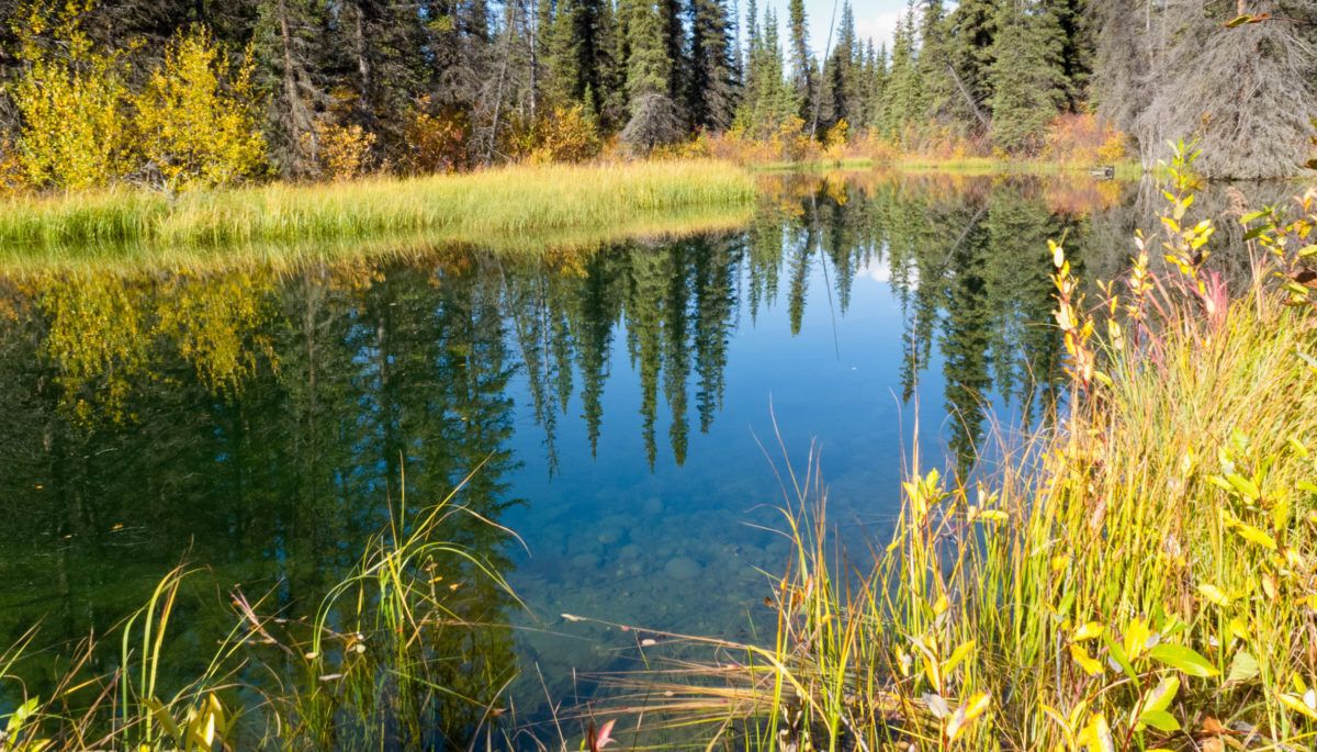 Wetland in Yukon, Canada